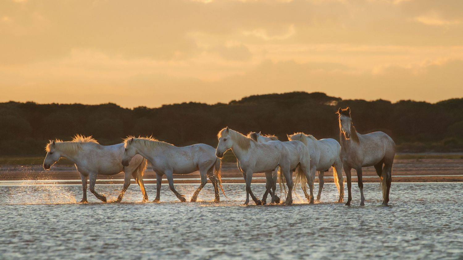 , Jevgenija Sepeliova