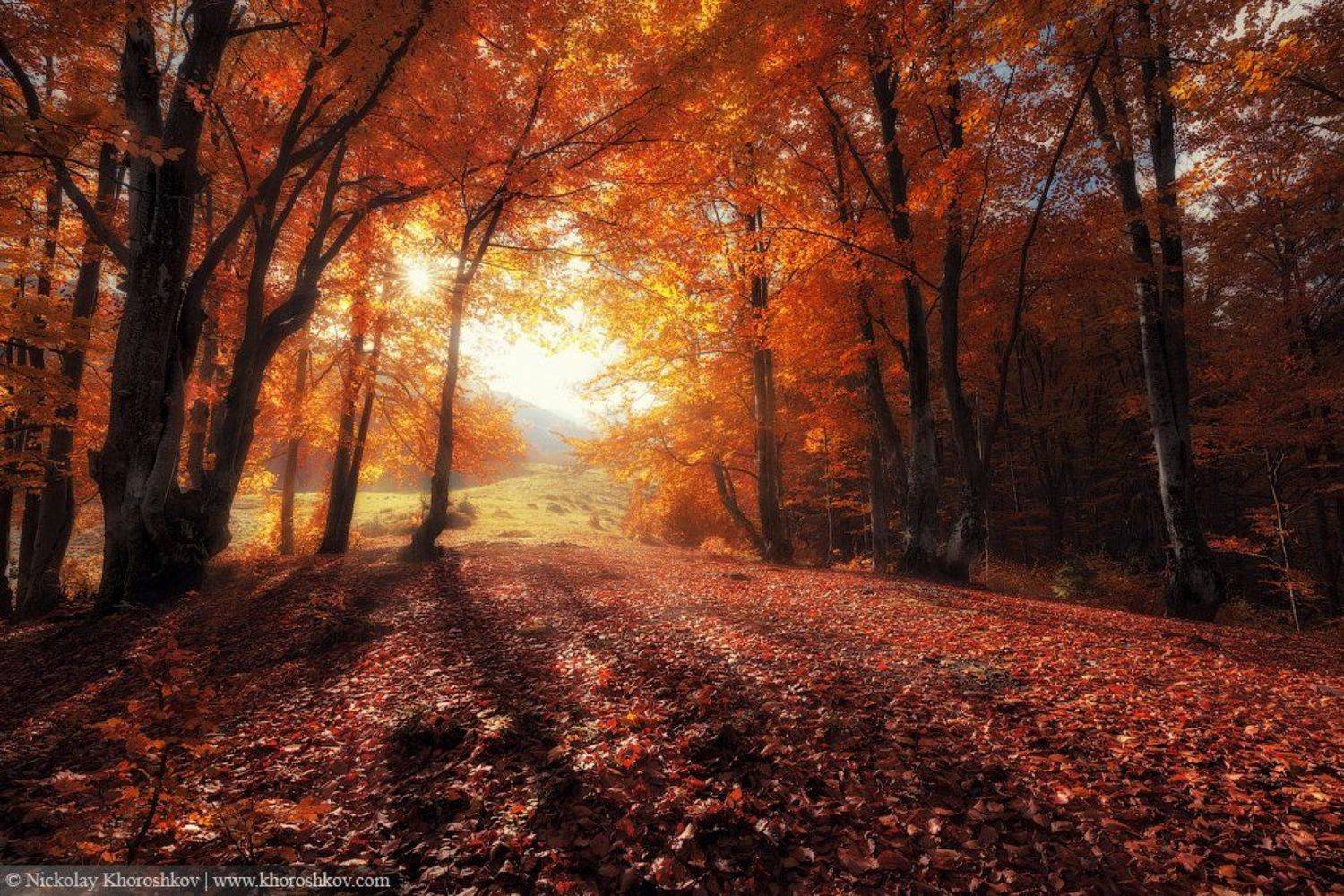 Карпаты, Лес, Осень, Пейзаж, Природа, Украина, Николай Хорошков