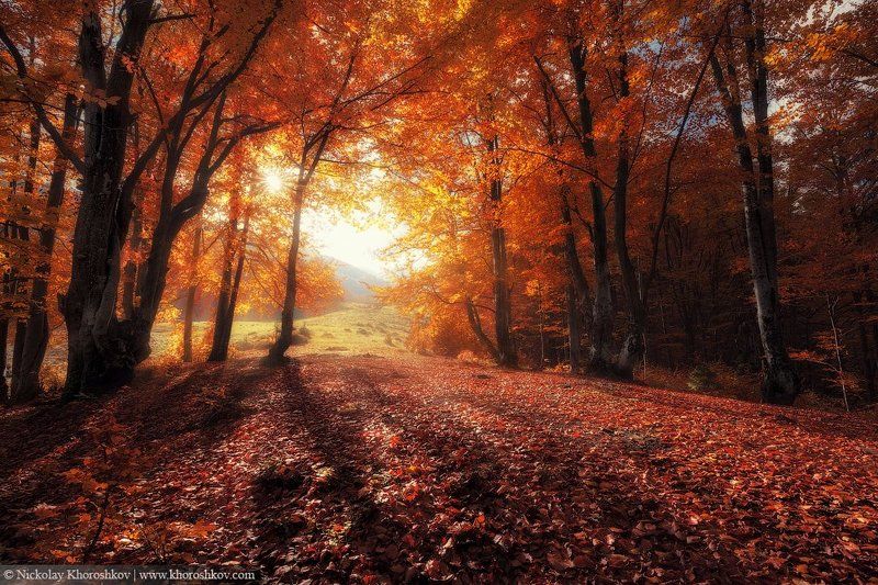 Карпаты, Лес, Осень, Пейзаж, Природа, Украина Свет осени фото превью