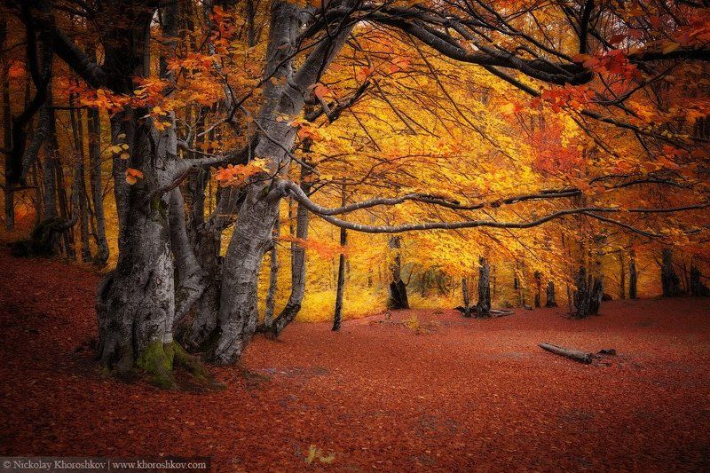 Карпаты, Лес, Осень, Пейзаж, Природа, Украина Тишина леса фото превью