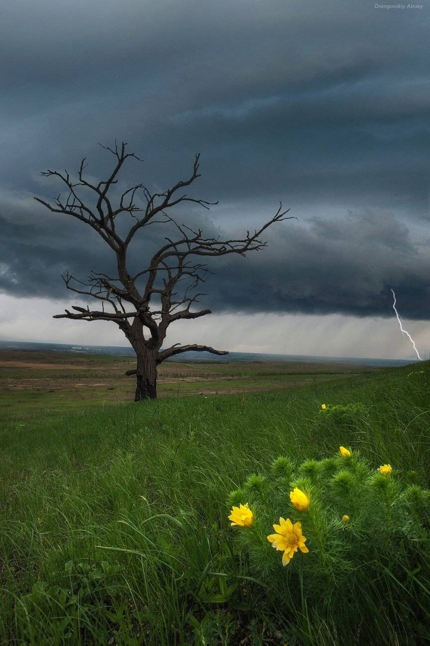 , Алексей Дранговский