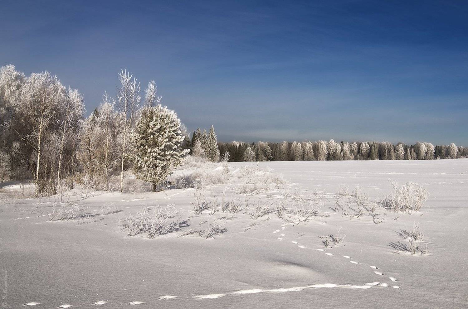 Зима, Иней, Мороз, Следы, Снег, Владимир Комышев