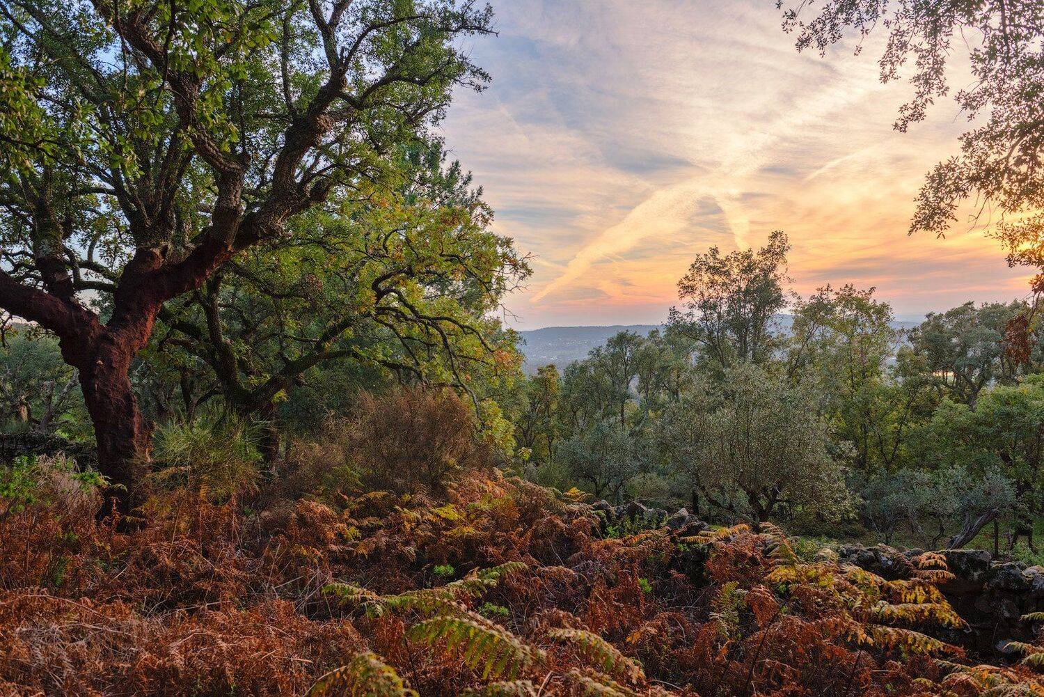 , Андрей Ведерников
