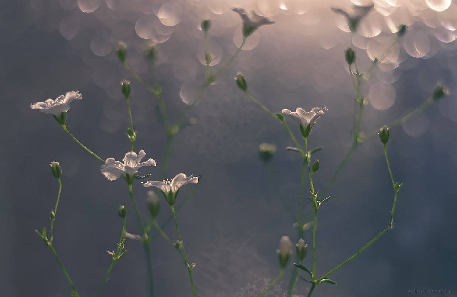 , Юлия Густерина