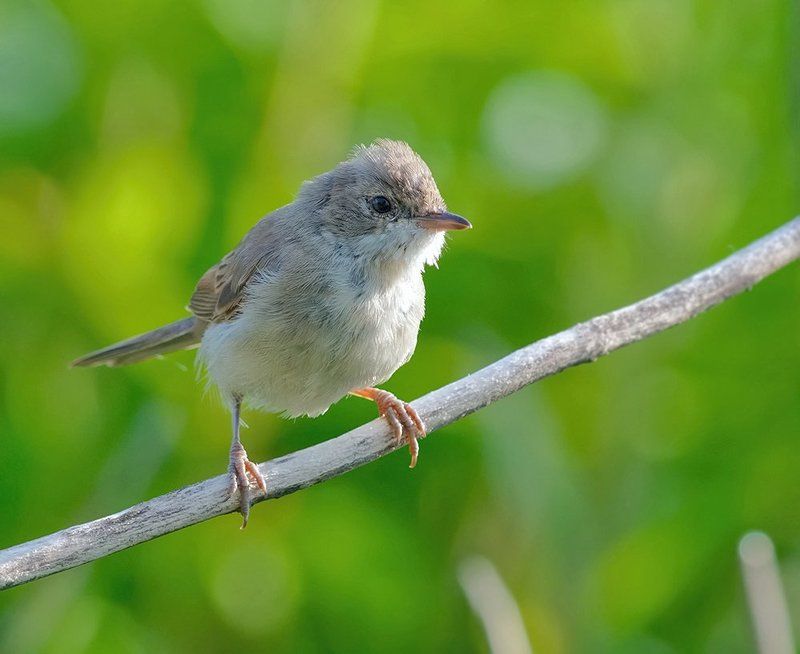 Растрепашка... фото превью