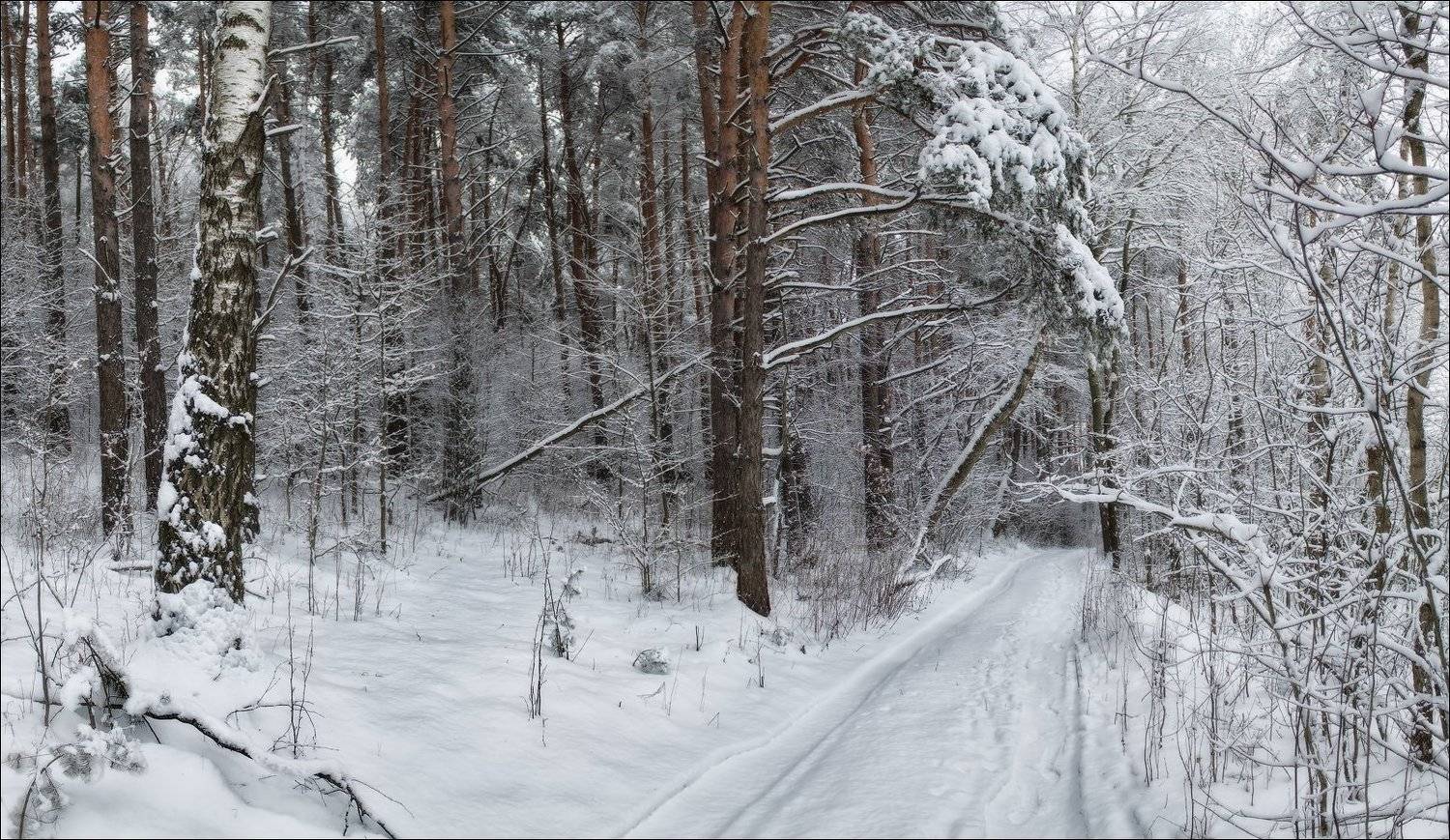 декабрь 2014, зима, лес, снег, Сергей Шабуневич
