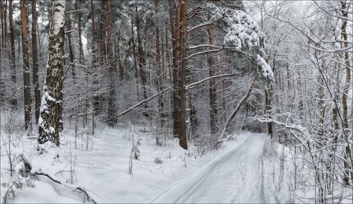 Тишина зимнего леса