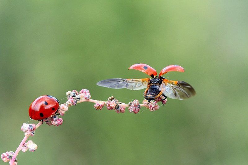 ladybug animal nature farewell фото превью