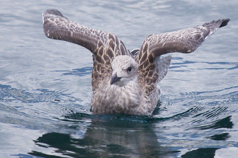 DrAstronomus, Larus marinas, Приводнение, Чайка Приводнение фото превью