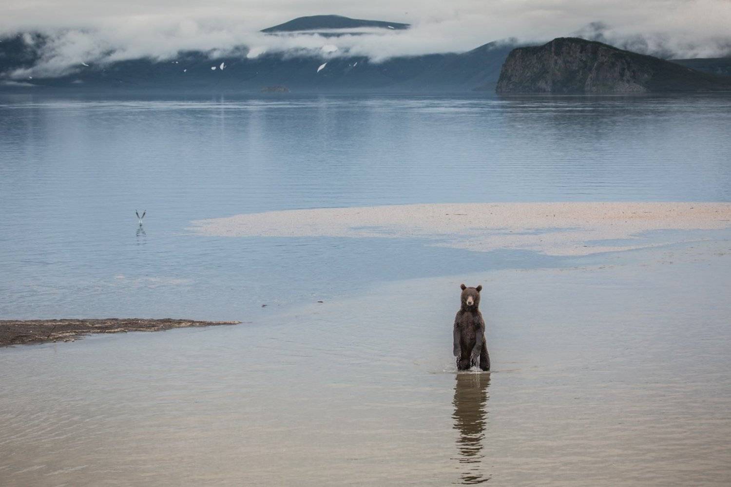 курильское озеро,камчатка,медведь,рыбак,вода,водная гладь, Ирина Назарова
