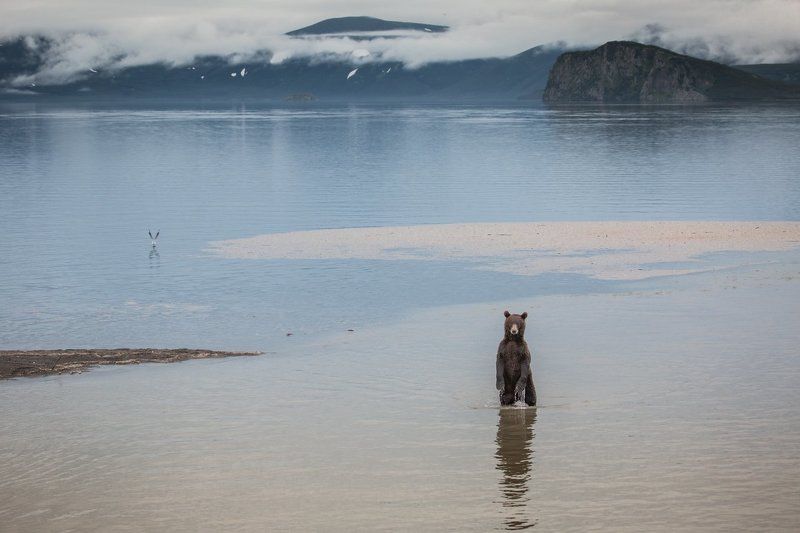 курильское озеро,камчатка,медведь,рыбак,вода,водная гладь .... фото превью
