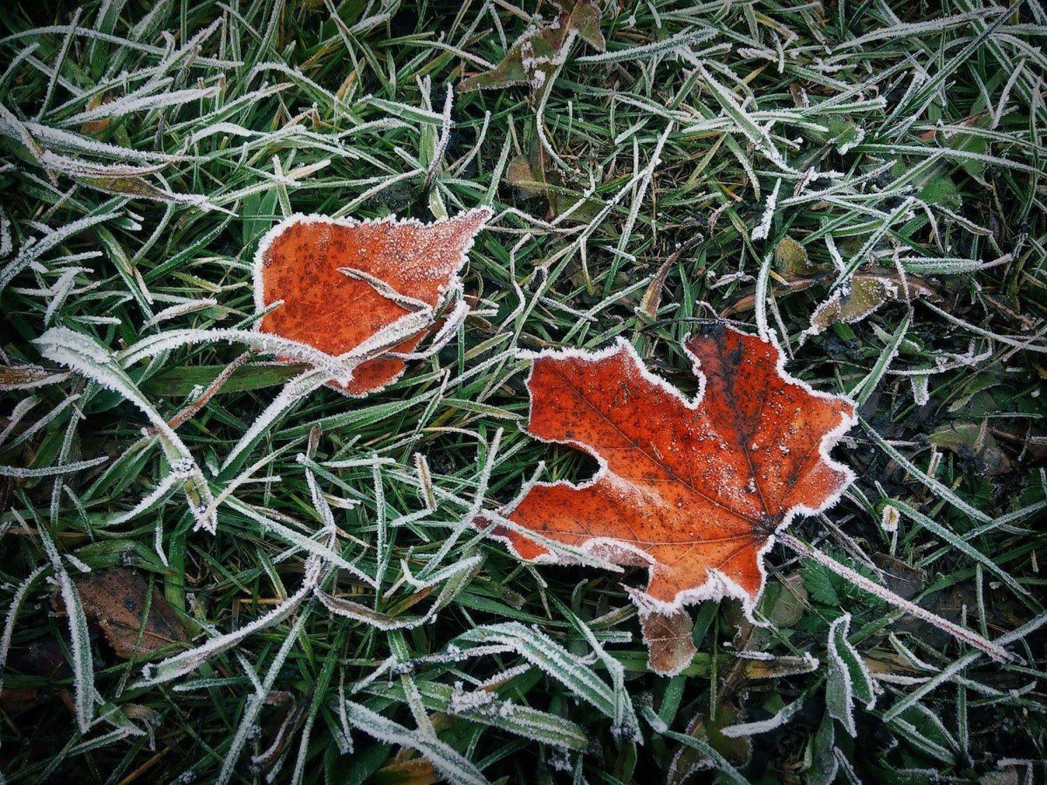 Лист, иней, трава, мороз, макро, Александр Авилов