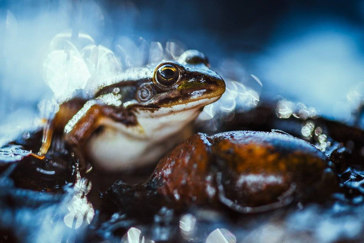 Остромордая, лягушка, wildnature,macro, frog, moor, Rana, arvalis, Wojciech Grzanka