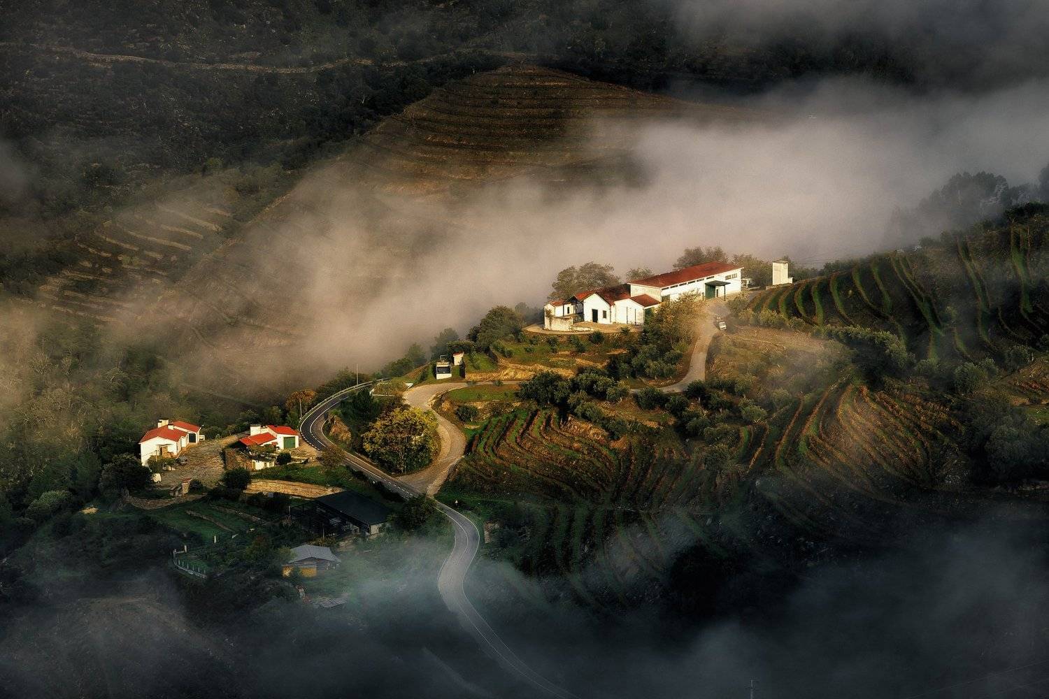 Виноградники, Пейзаж, Португалия, Рассвет, Туман, Дмитрий Купрацевич