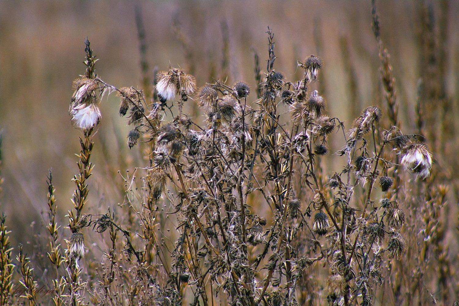 травы, фактура, осень, Лидия