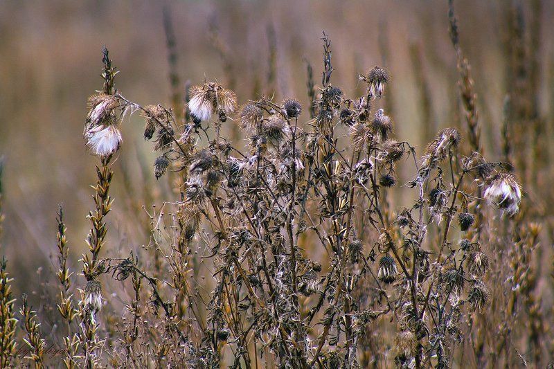 усталая природа спит... фото превью
