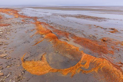 Эфемерия галофитовых диагоналей