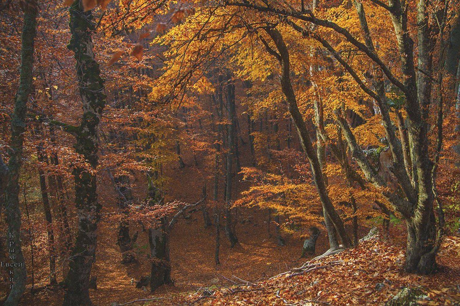 , Борис Костарев