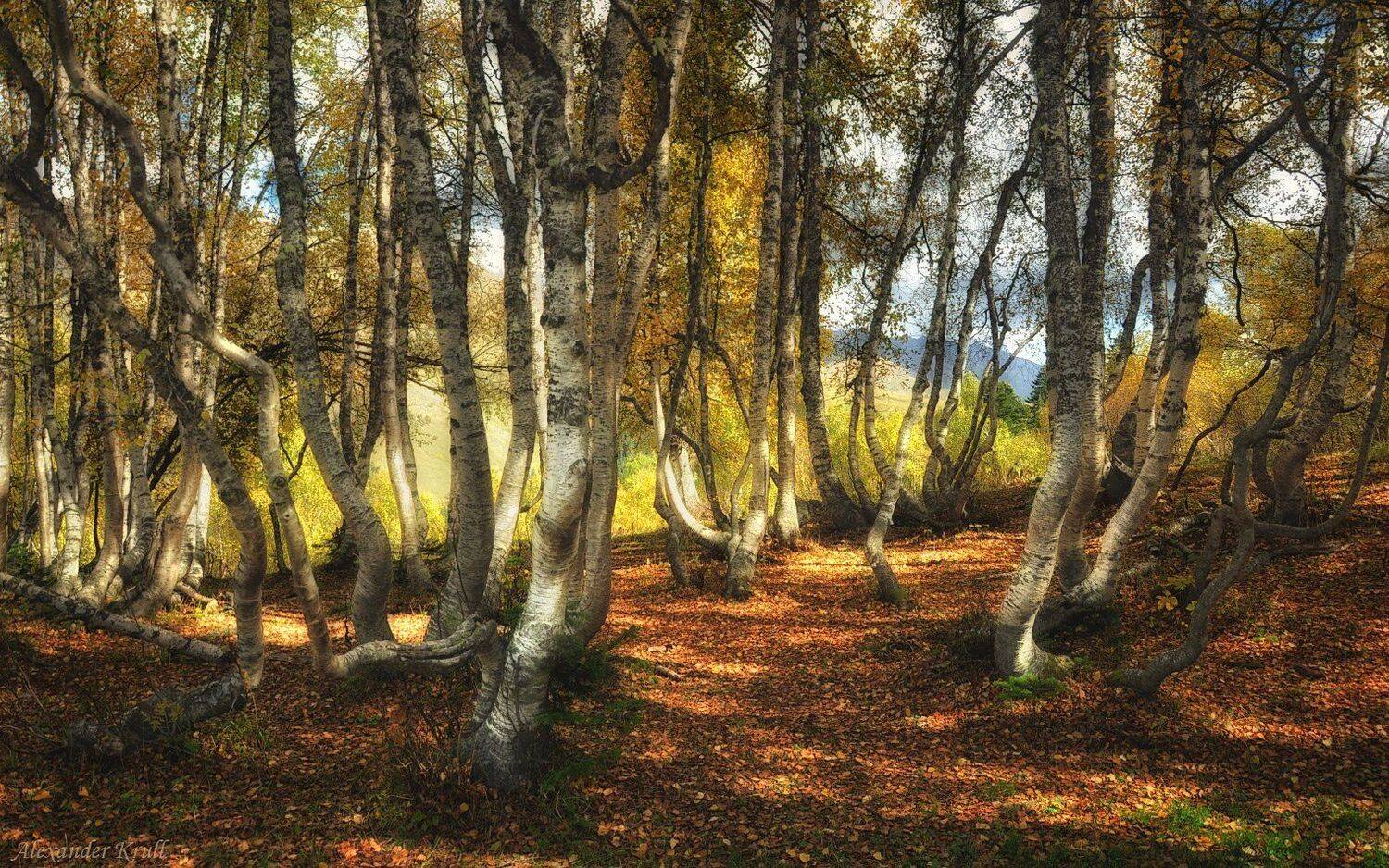 берёзы, кавказ, кчр, Александр Круль