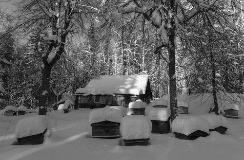 Пчелиная зимовка