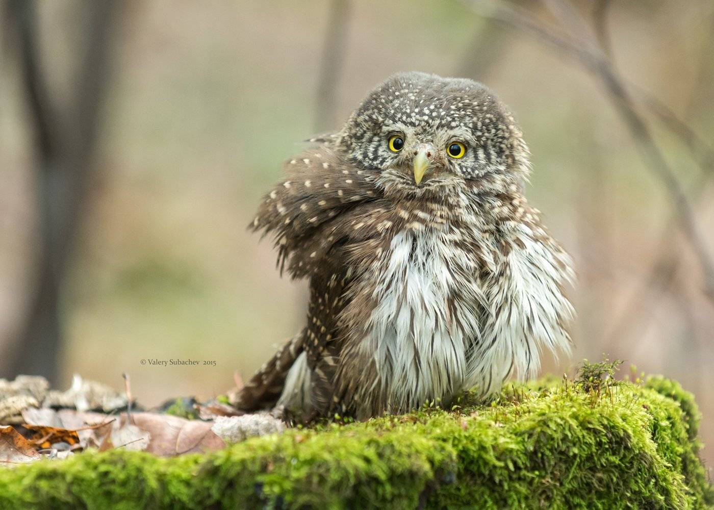 Воробьиный сыч, Сокольники, Валерий Субачев