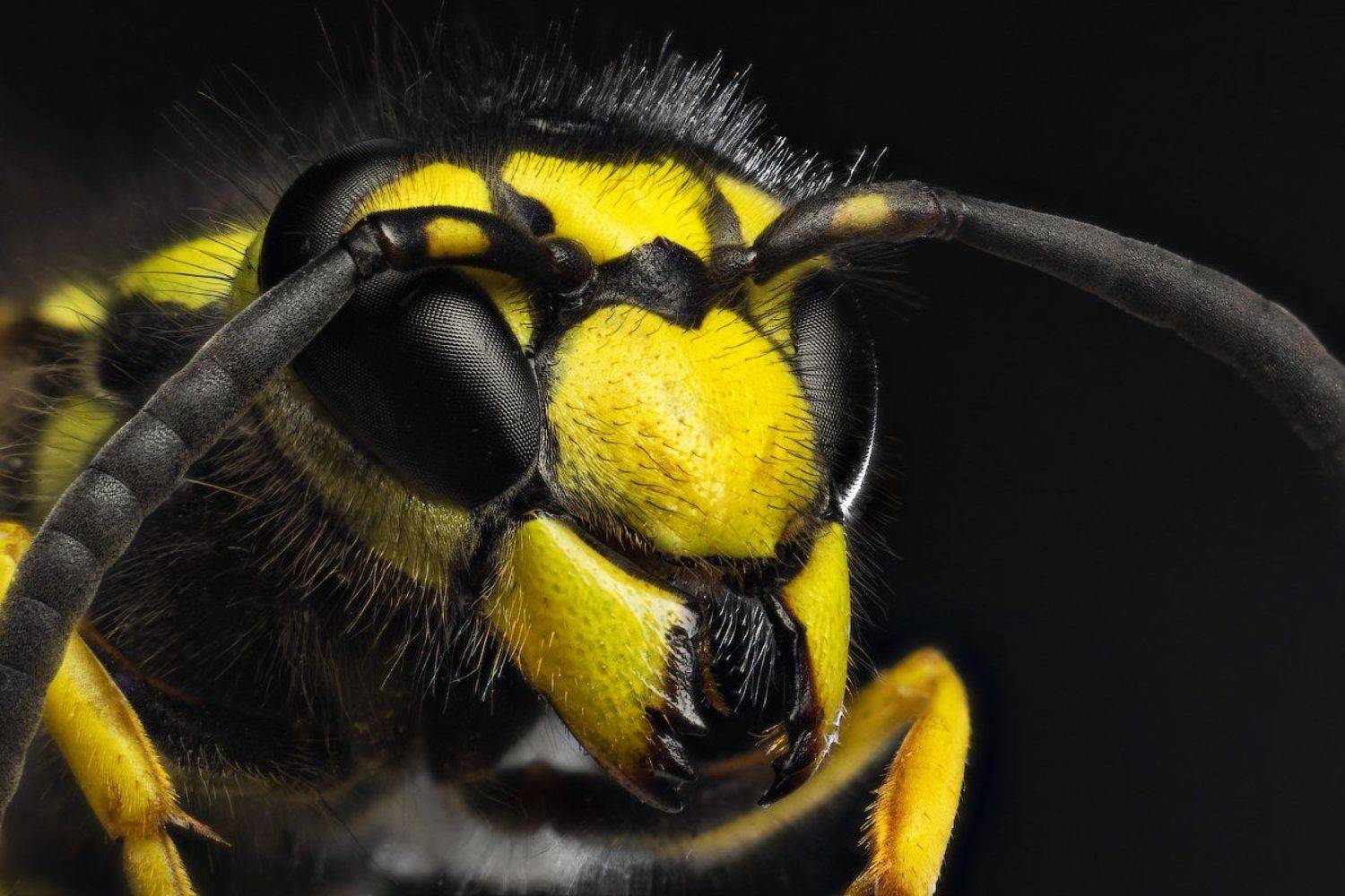 Fly, Жёлтый, Макро, Оса, Сергей Жуковский