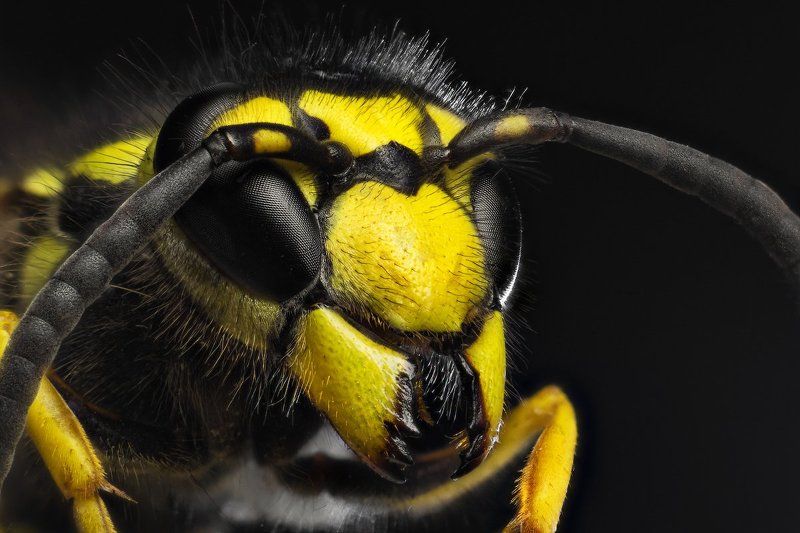 Fly, Жёлтый, Макро, Оса Полосатый мух фото превью