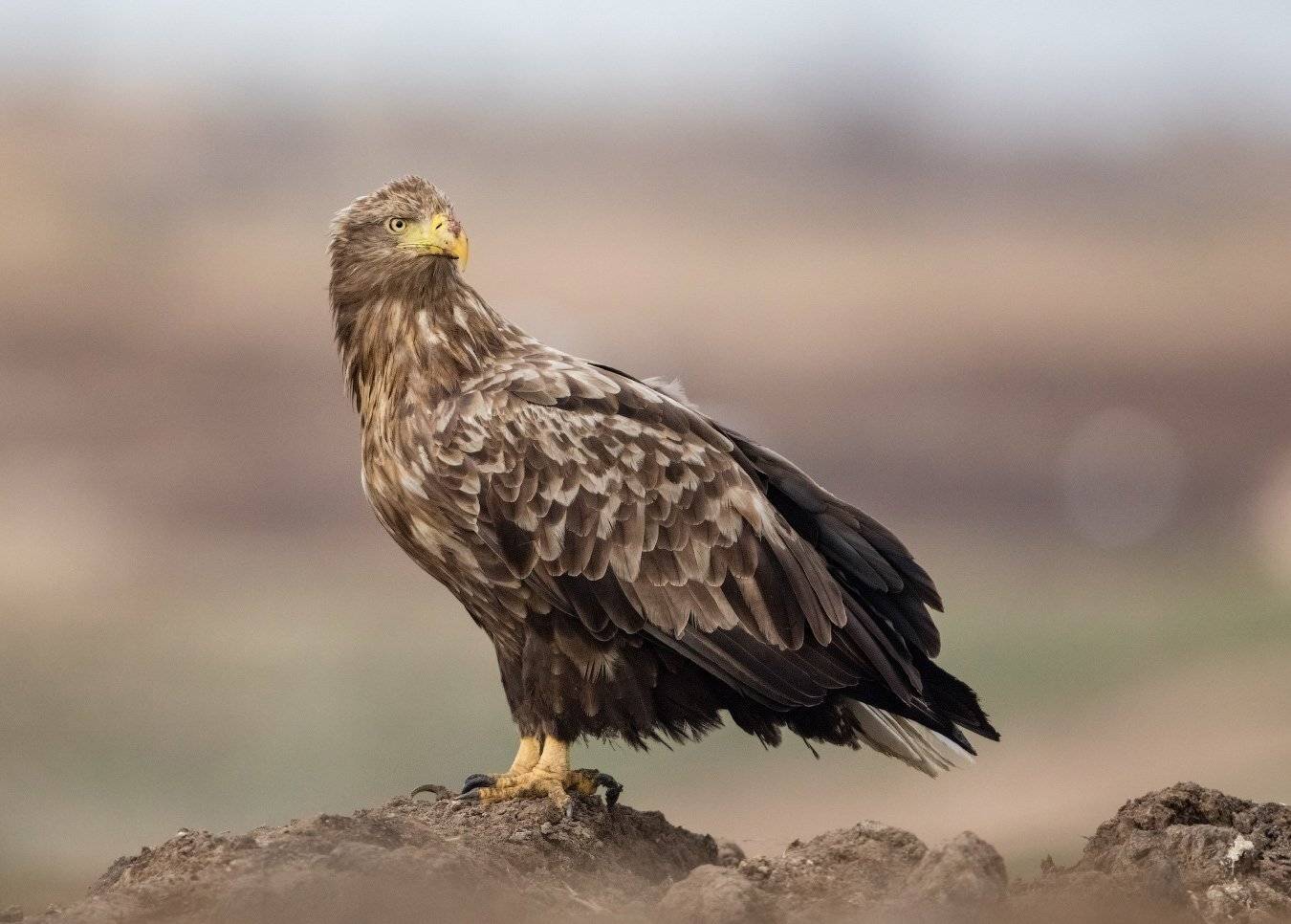 , Ольга Кулакова