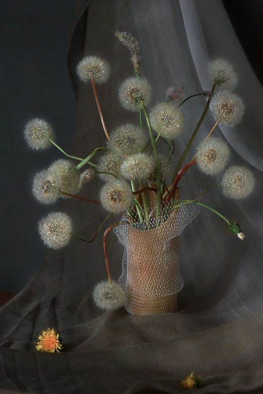 Одуваны1 фото превью