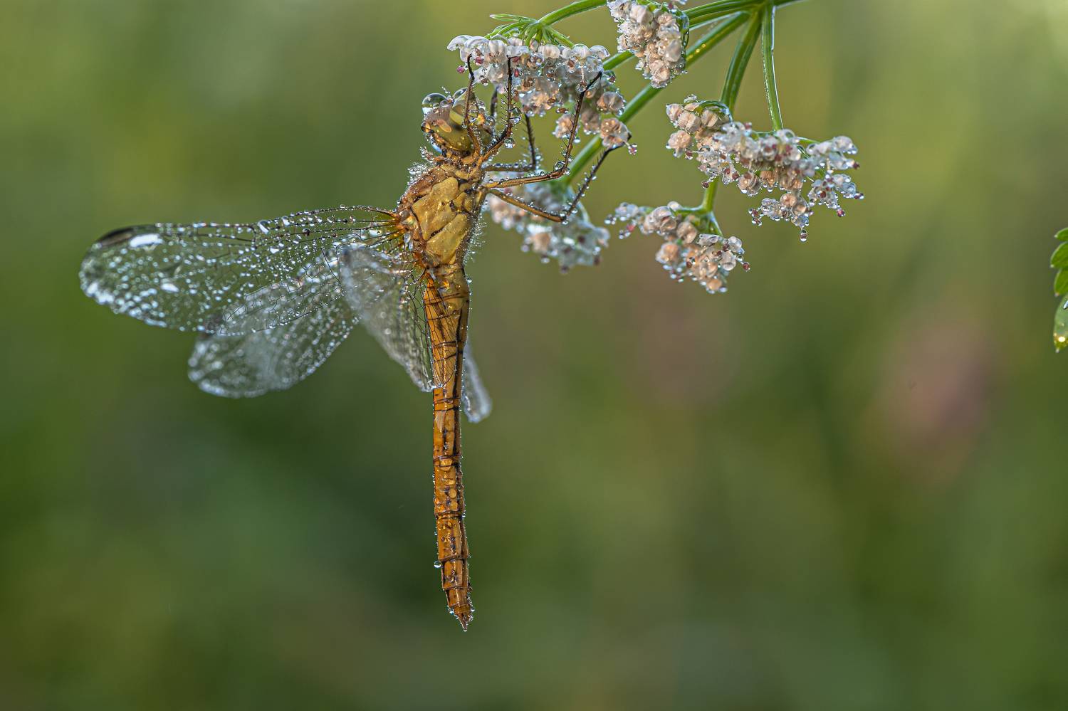 , Зайцев Роман