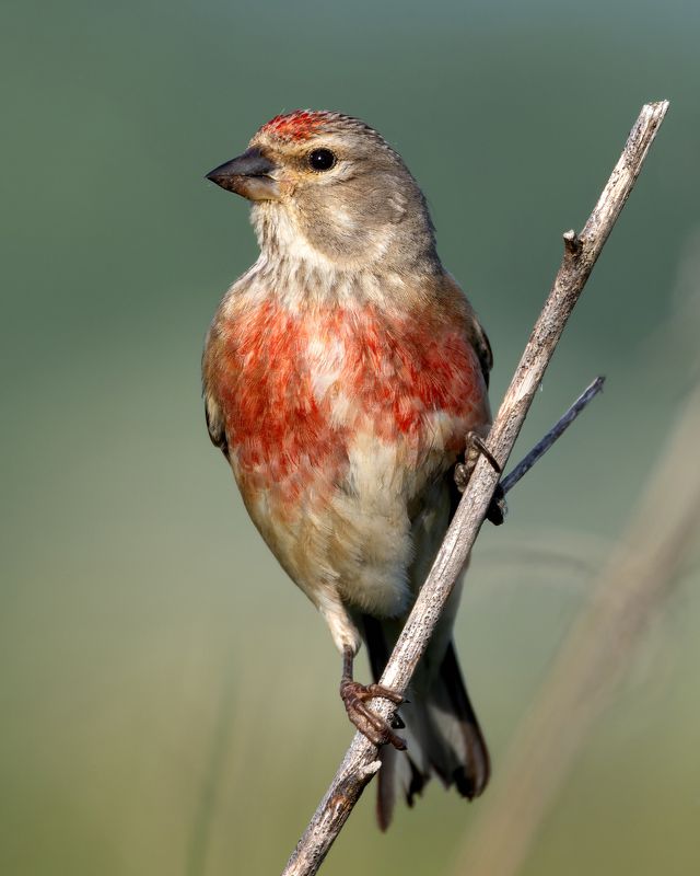 коноплянка, linaria cannabina, птицы, фото птиц, птицы Коноплянка. (Linaria cannabina) фото превью