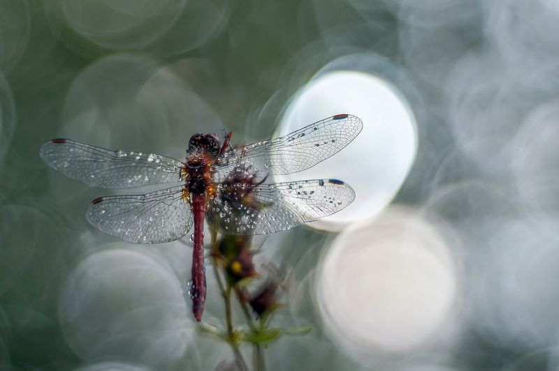 Стрекоза фото превью