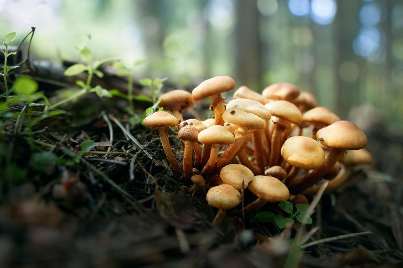 Грибы фото превью