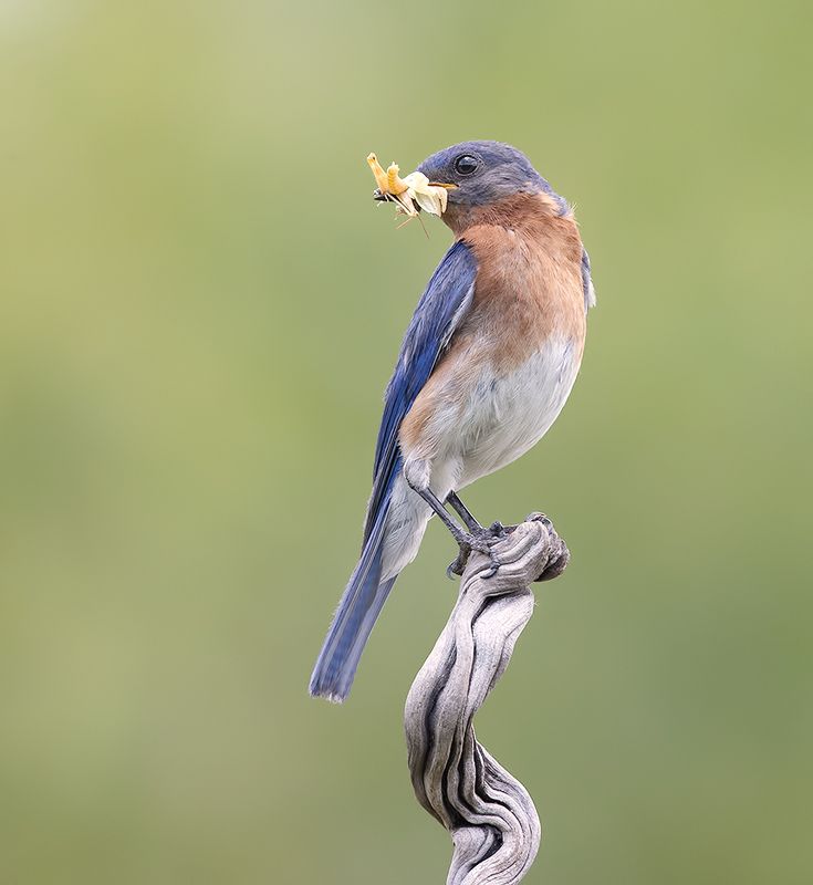 восточная сиалия, eastern bluebird,bluebird Eastern Bluebird male - Восточная сиалия, самец фото превью