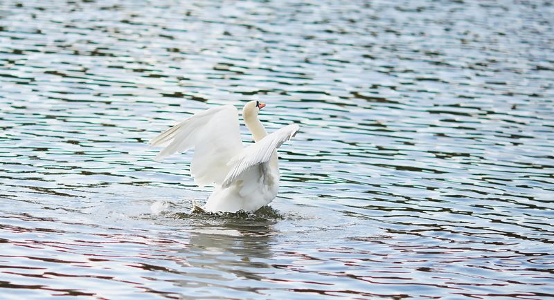 лебедь *** фото превью