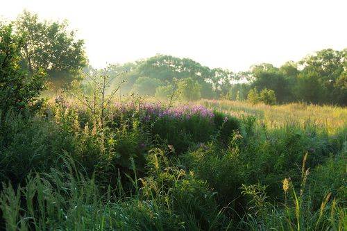 В росе по пояс