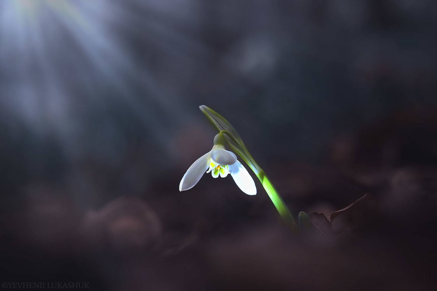 , Лукашук Евгений