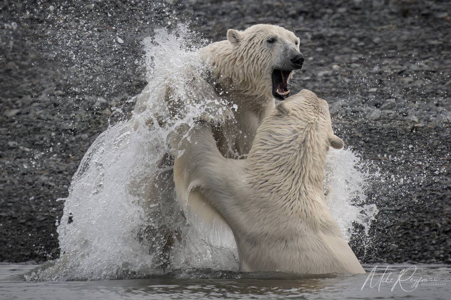 , Майк Рейфман