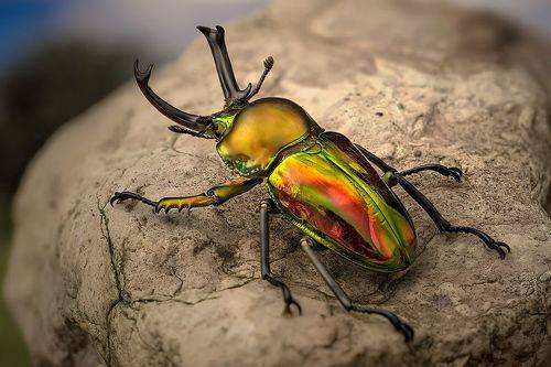 Жук олень