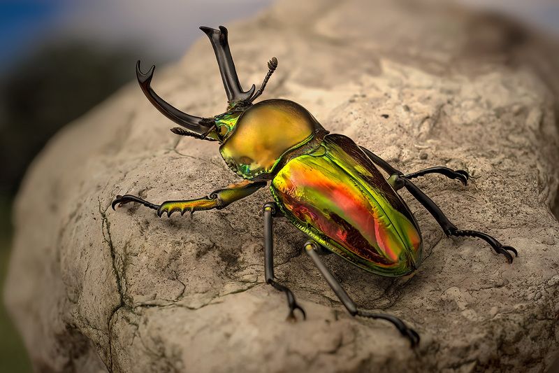 phalacrognathus, muelleri Жук олень фото превью