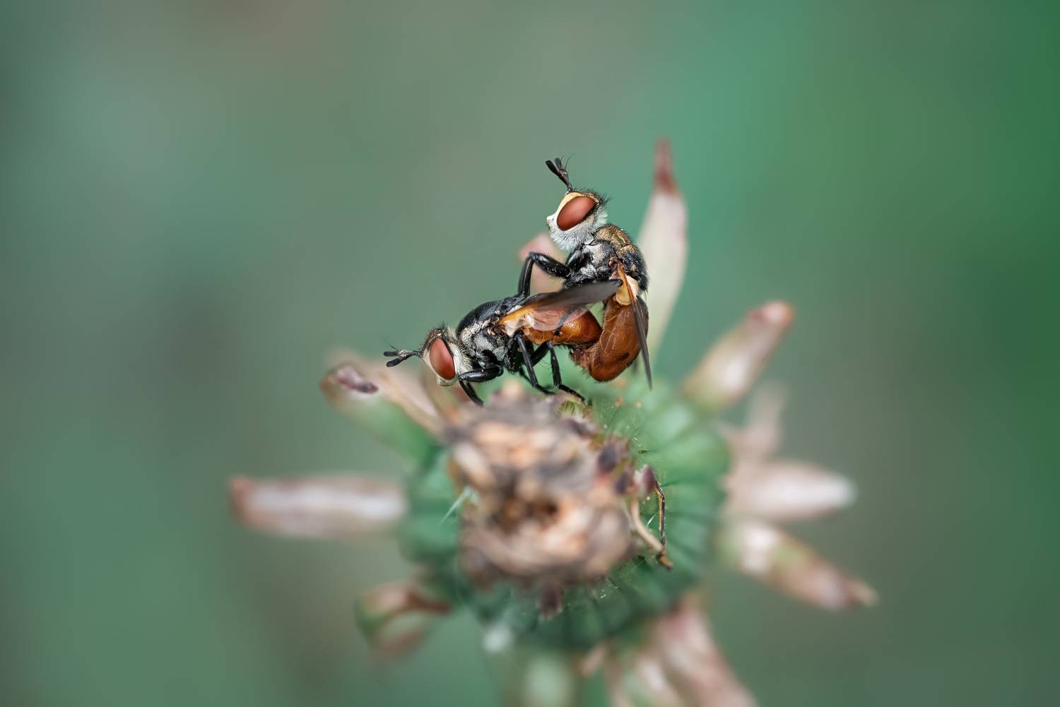 , Рагинская Ольга