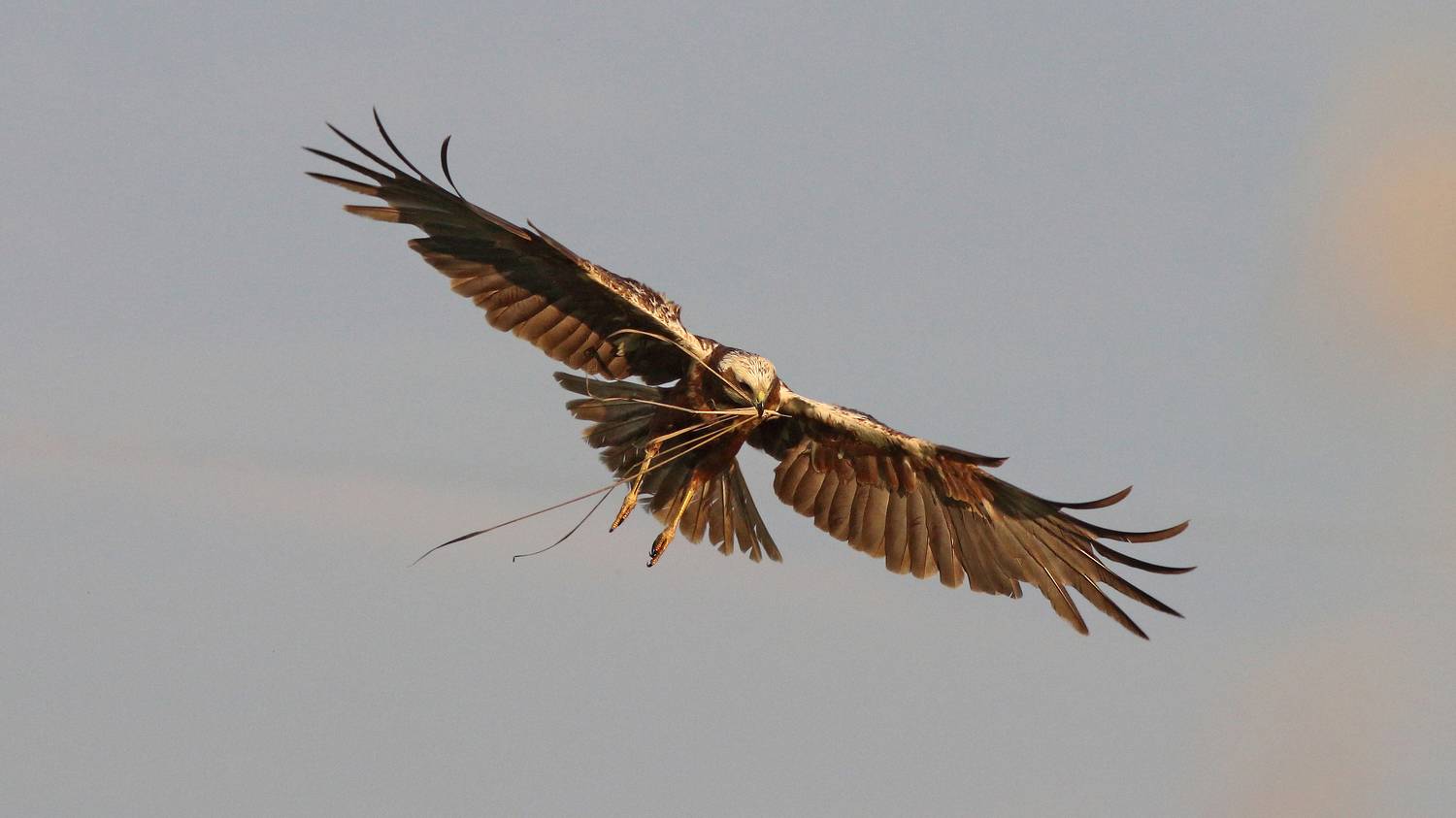 болотный лунь, лунь, circus aeruginosus, western marsh harrier, Бондаренко Георгий