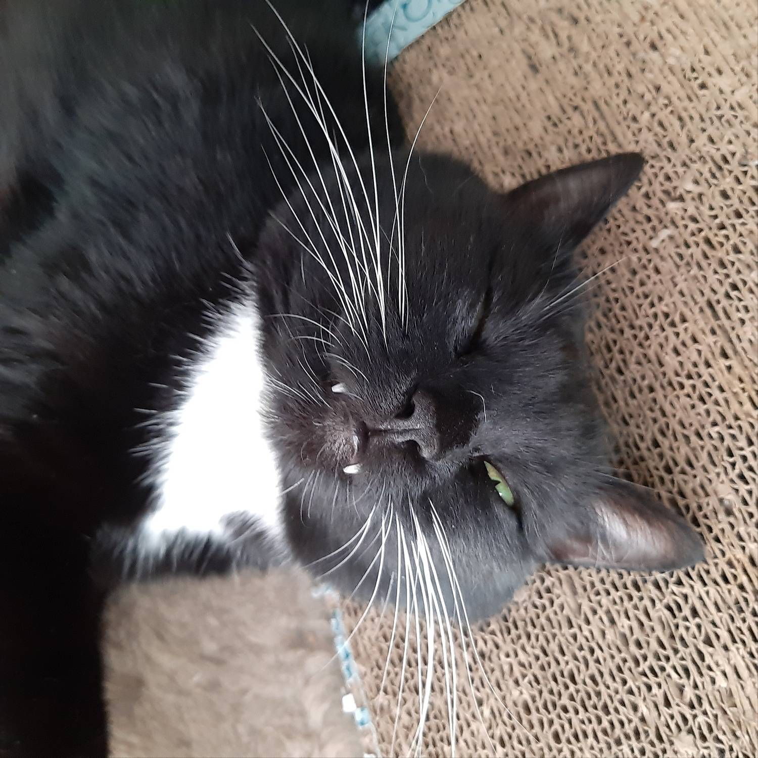 чёрная кошка, Maria V. Gorskaya