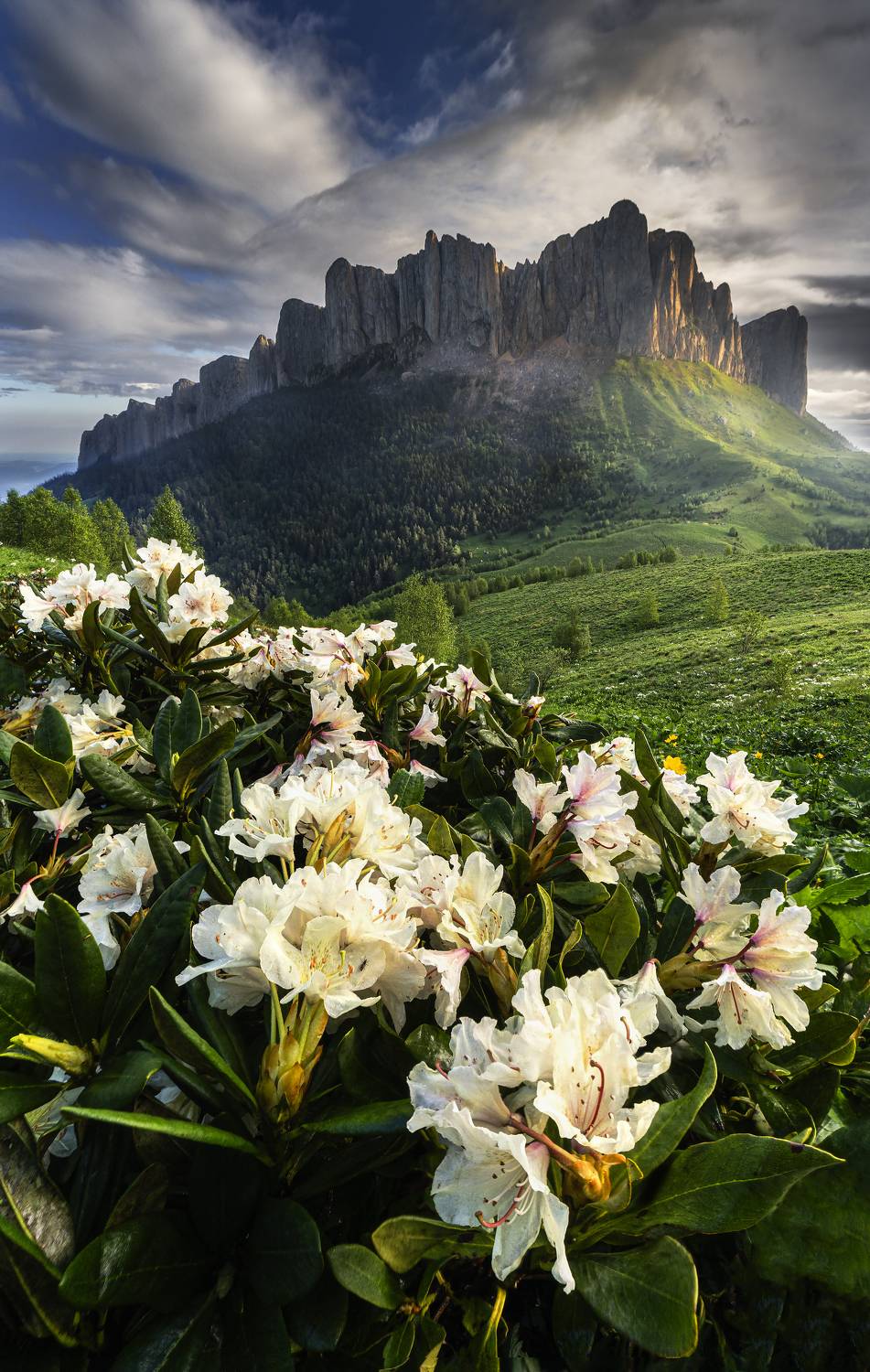 тхач, рассвет, радодендроны, пейзаж, Олег Герасимов