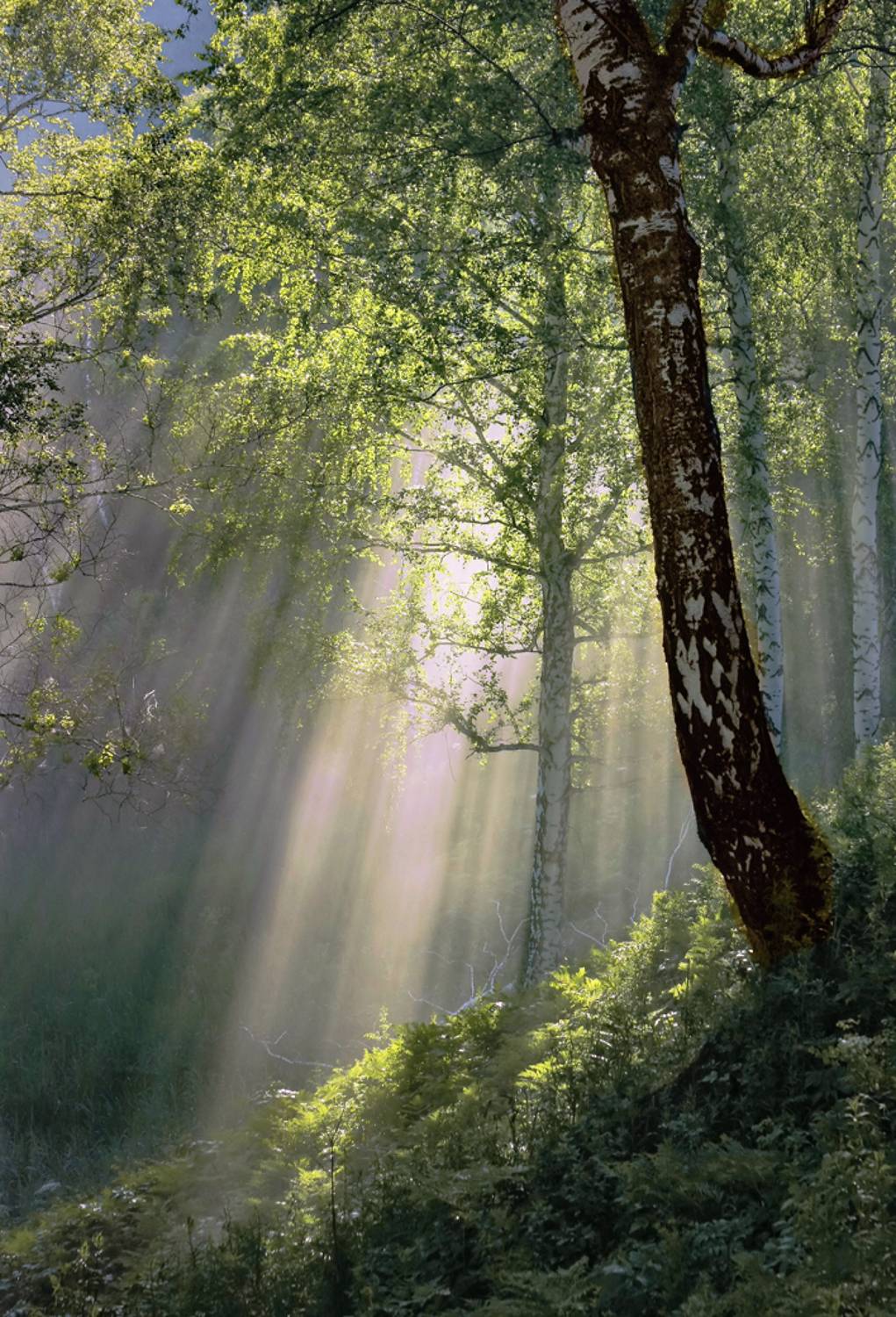 , Алексей Хахлов