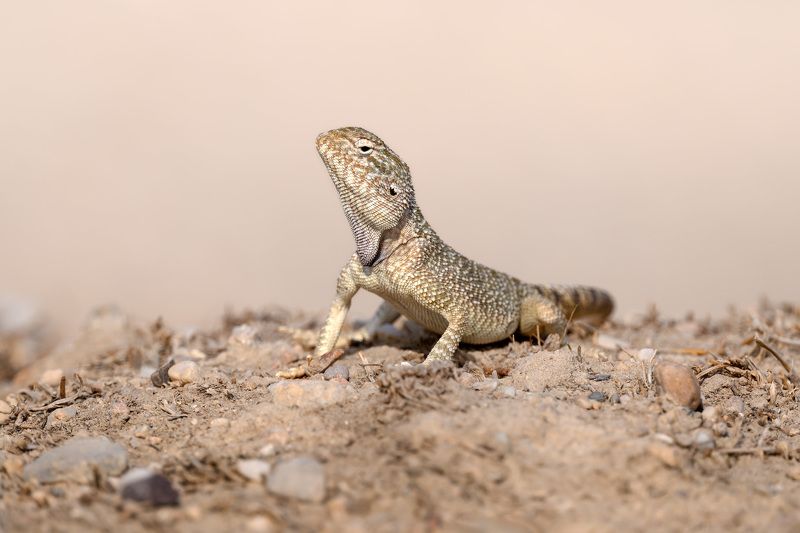 ящерица, фотоохота, агама, природа, фауна Желтопятнистая агама фото превью