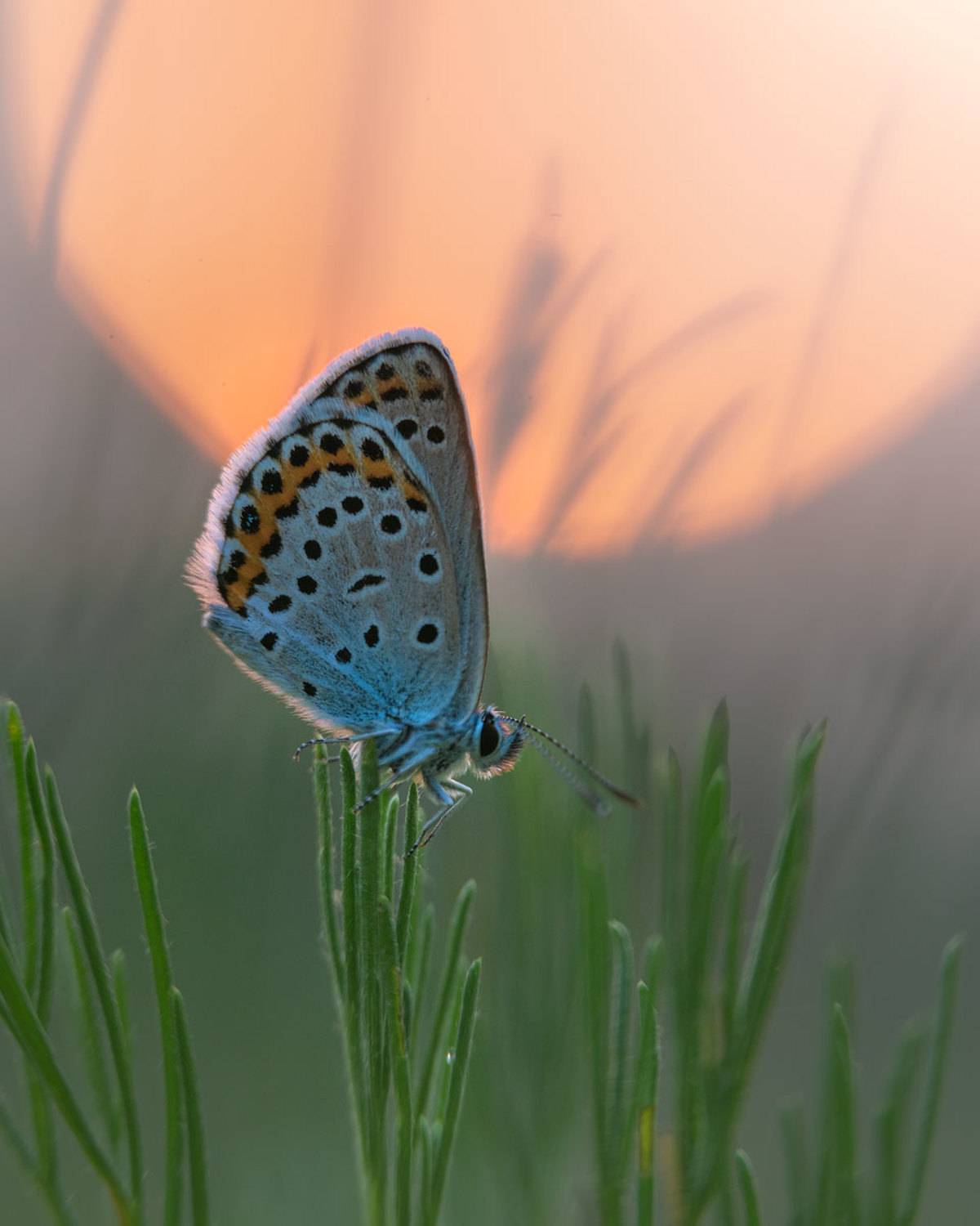 , Сергей Брагин