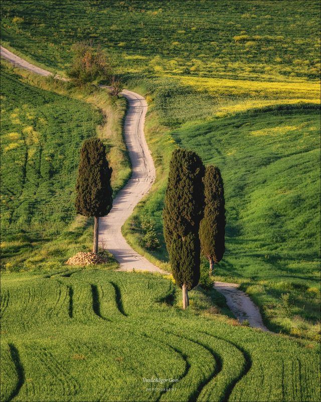 italy,san quirico d\\\'orcia,italia,тоскана,pienza,кипарисы,toscana,green,весна,tuscany,cipressi,belvedere,пьенца Меж стройных кипарисов... фото превью