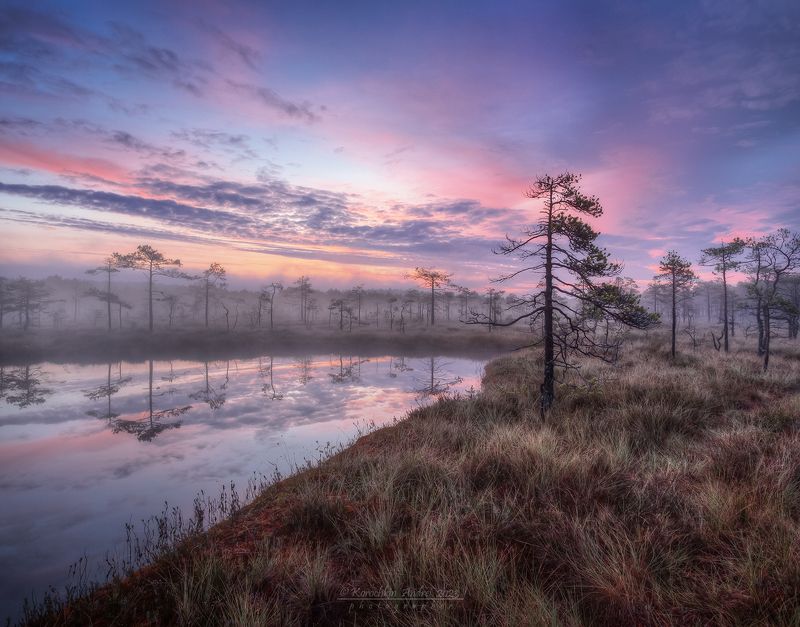 ... болотное утро ... фото превью