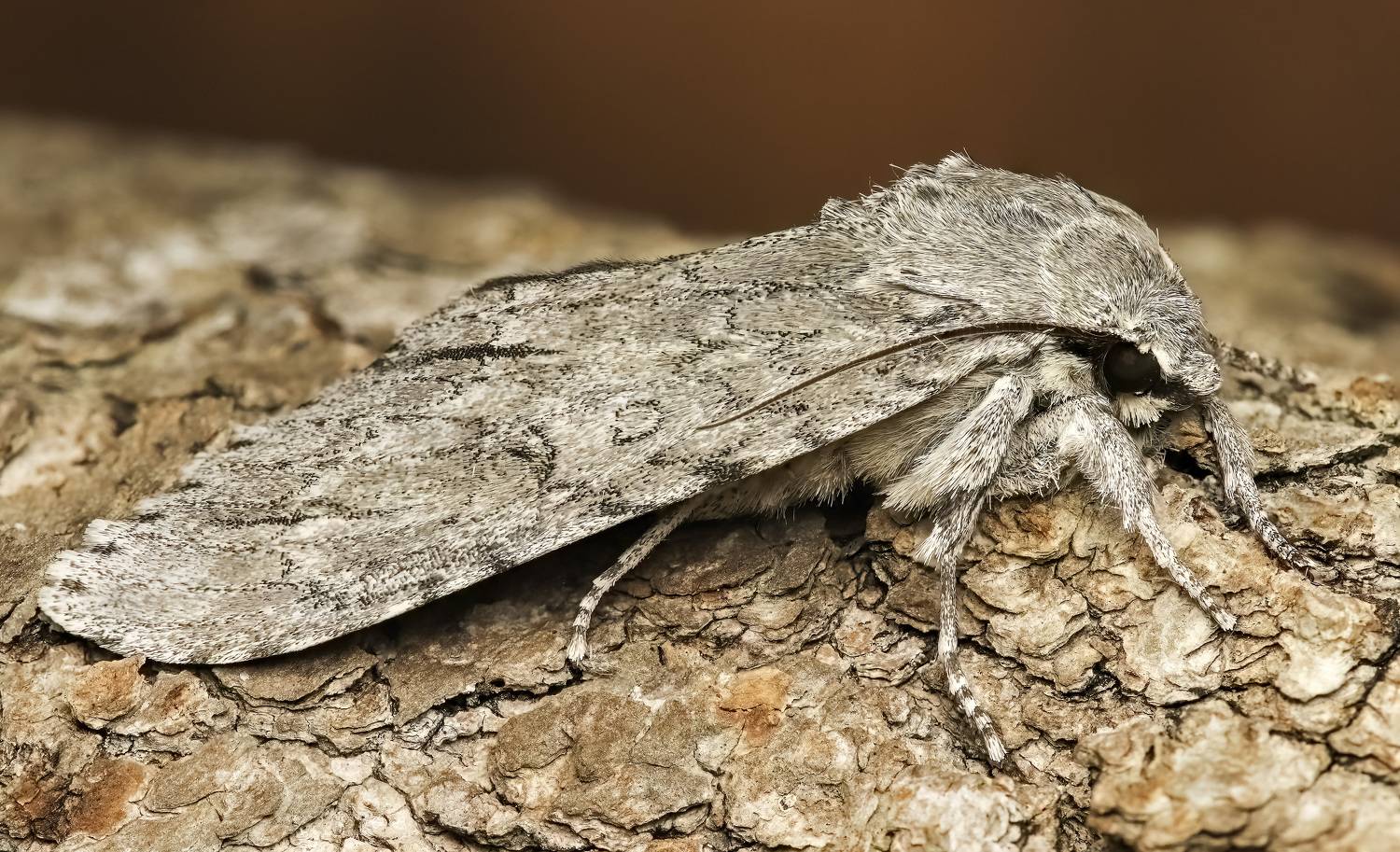 макрофото, макрофотографии, фотомакро, насекомые, макромир, макрофотограф, макроаддикт, макро_мир, naturelovers, naturelover, naturephotography, macrolove, macro_love, biodiversity, macrophotography, macro, macronature, entomology, arthropods, arthropod, ,  Stephane